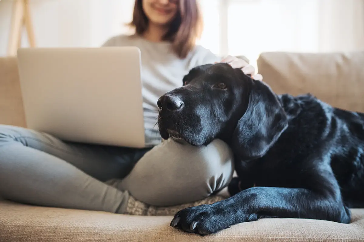 Opening Your Frisco Rental to Pets: A Guide to Profitable Pet Policies